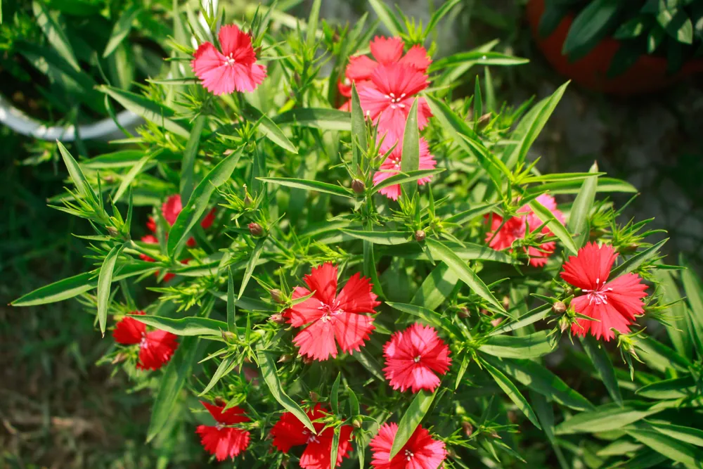 Quảng Ngãi: Trồng hoa tết trong lòng thành phố ảnh 14