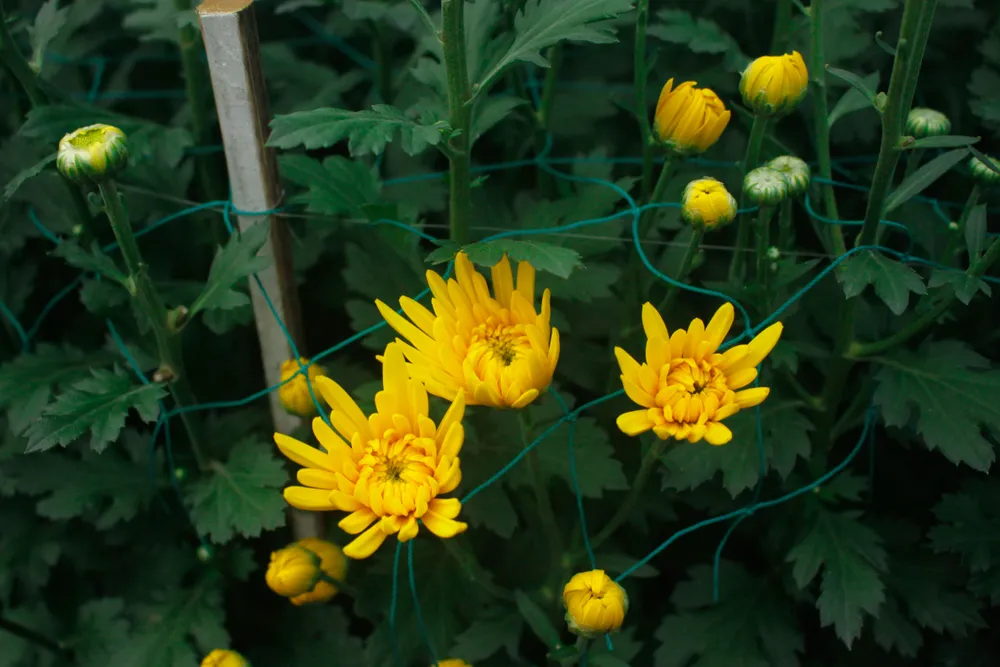 Quảng Ngãi: Trồng hoa tết trong lòng thành phố ảnh 6