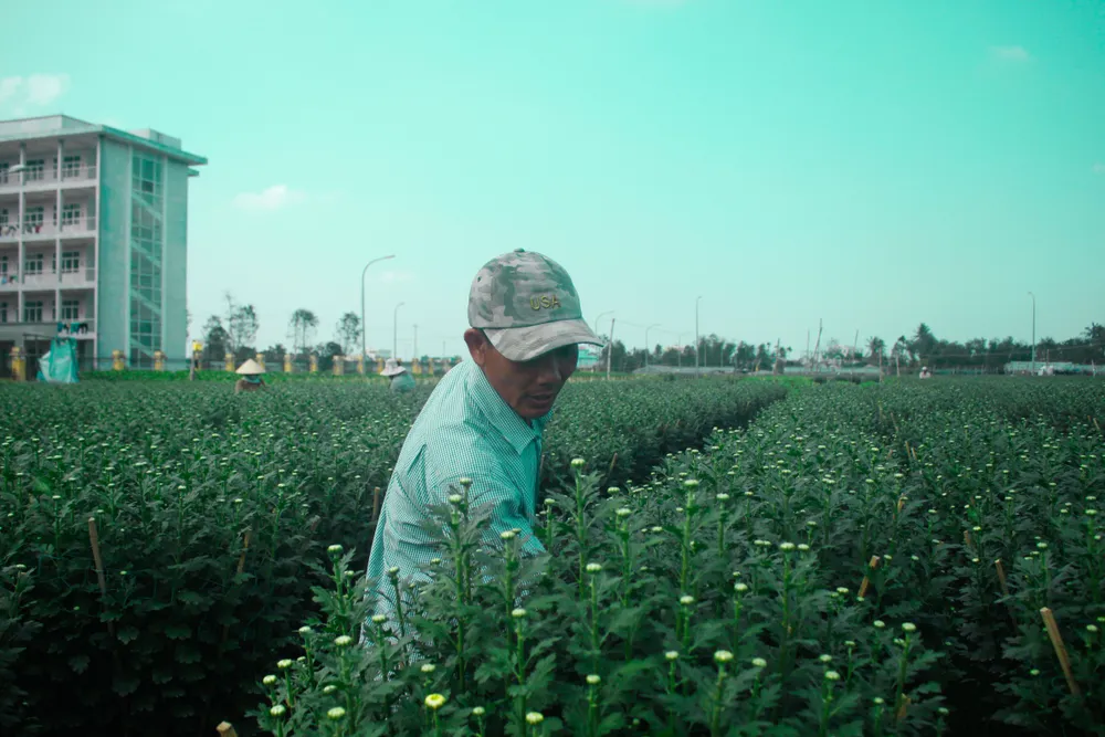 Quảng Ngãi: Trồng hoa tết trong lòng thành phố ảnh 12