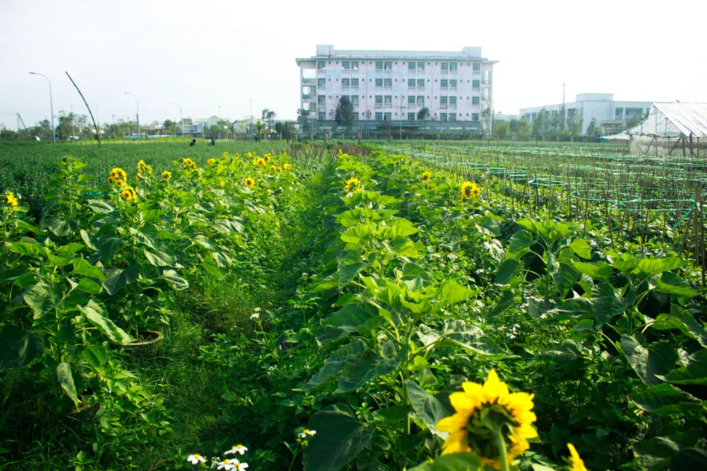 Quảng Ngãi: Trồng hoa tết trong lòng thành phố ảnh 1