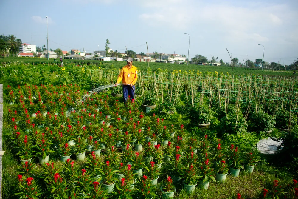Quảng Ngãi: Trồng hoa tết trong lòng thành phố ảnh 11