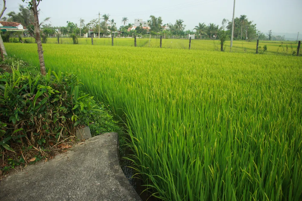 Tưởng niệm 53 năm Ngày 504 đồng bào Sơn Mỹ bị thảm sát ảnh 13