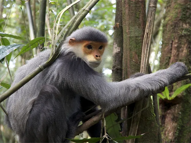 Củng cố hồ sơ, xử lý đối tượng bắn chết voọc chà vá chân xám ảnh 1