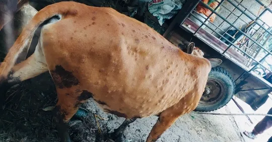 Trâu bò mắc bệnh viêm da nổi cục lây lan ở Quảng Ngãi ảnh 1