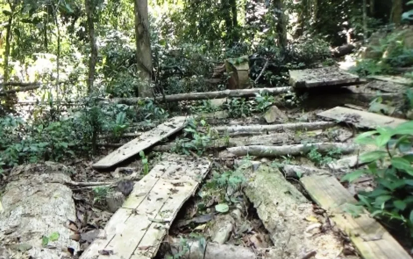 Quảng Ngãi: Xử phạt hành chính 3 cá nhân phá rừng trái phép ảnh 1