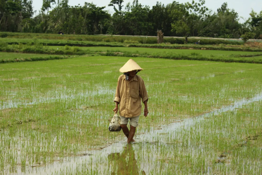 Quảng Ngãi xuất hiện dày đặc ốc bươu vàng gây hại ảnh 1