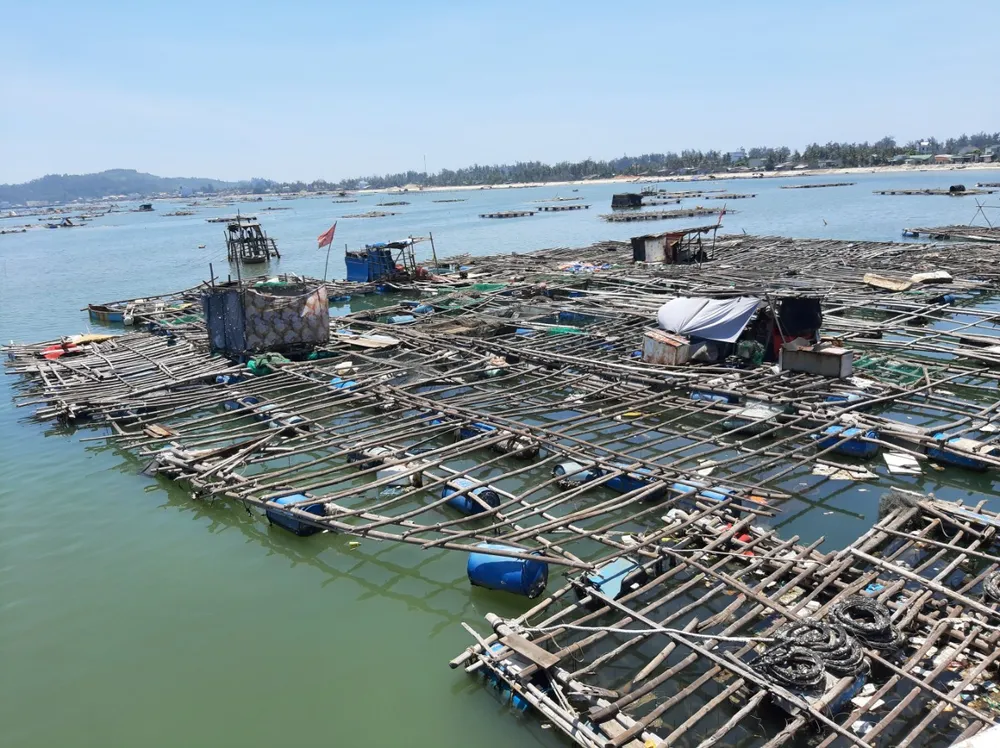 Nuôi trồng thủy sản Quảng Ngãi đối mặt nhiều khó khăn do dịch Covid-19 ảnh 1