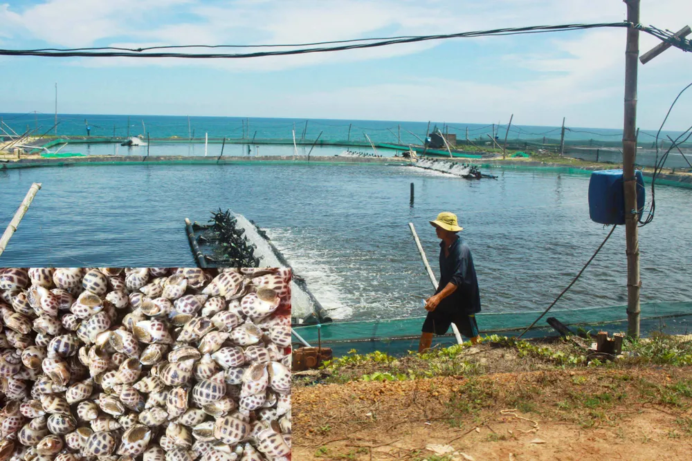 Nuôi trồng thủy sản Quảng Ngãi đối mặt nhiều khó khăn do dịch Covid-19 ảnh 2