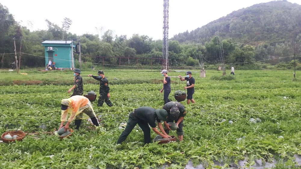 Quảng Ngãi: Hỗ trợ nông dân vùng phong tỏa tiêu thụ dưa hấu  ảnh 1