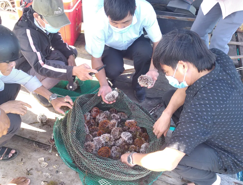Thành công nuôi nhum sọ bảo vệ nguồn lợi thủy sản biển đảo Lý Sơn ảnh 2