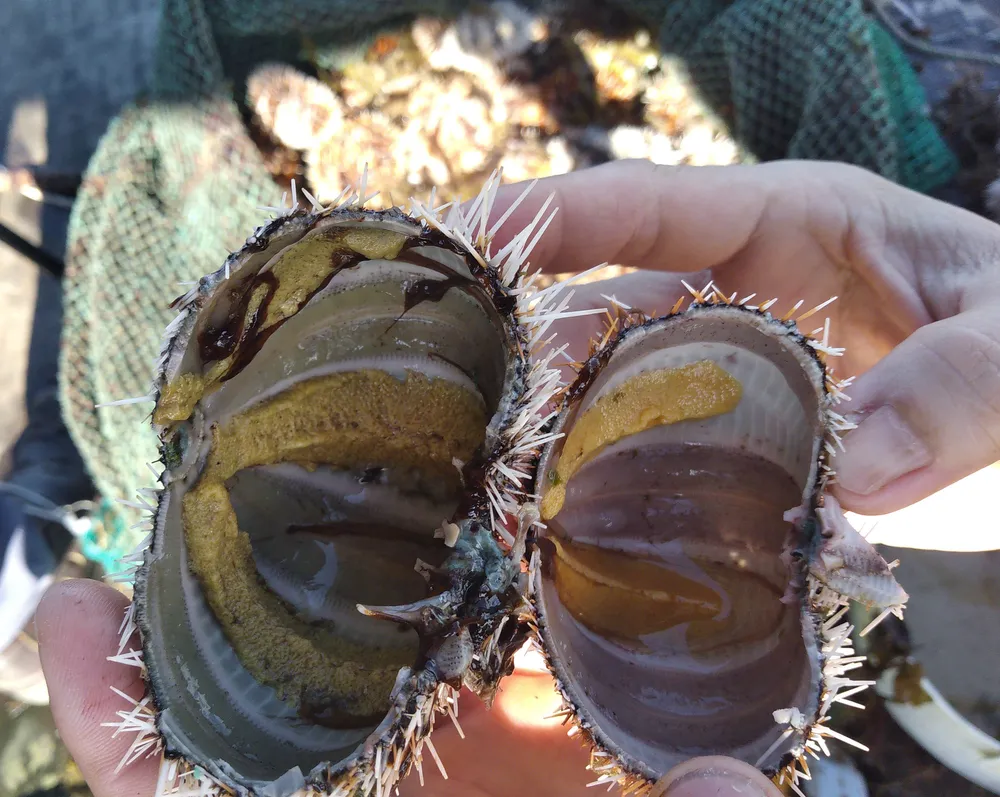 Thành công nuôi nhum sọ bảo vệ nguồn lợi thủy sản biển đảo Lý Sơn ảnh 4