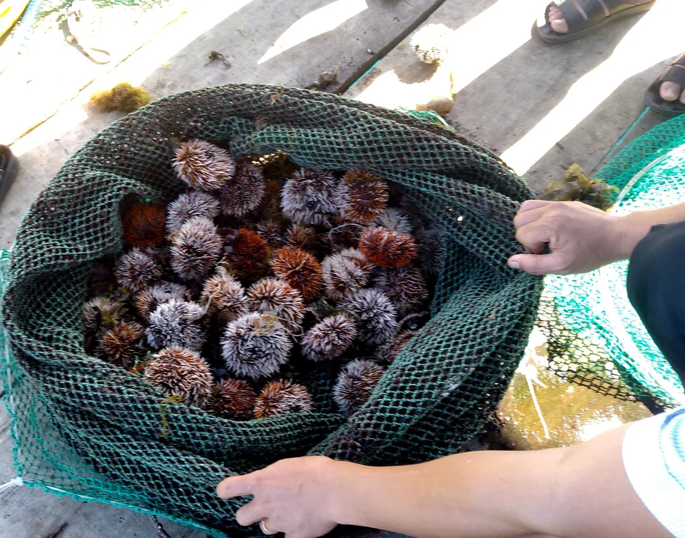 Thành công nuôi nhum sọ bảo vệ nguồn lợi thủy sản biển đảo Lý Sơn ảnh 3