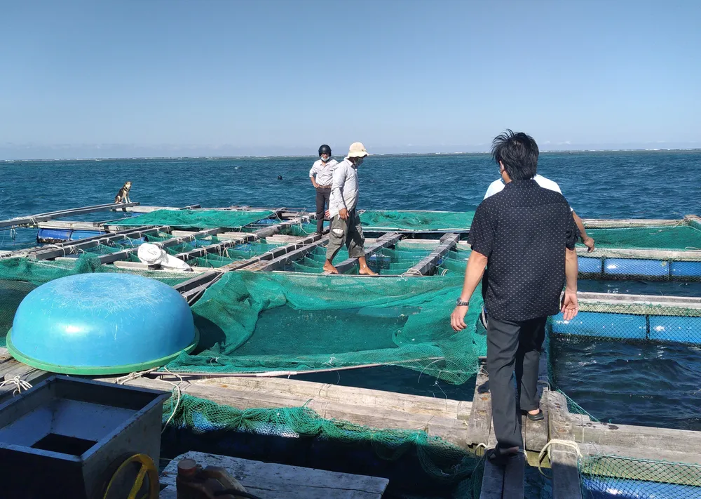 Thành công nuôi nhum sọ bảo vệ nguồn lợi thủy sản biển đảo Lý Sơn ảnh 1