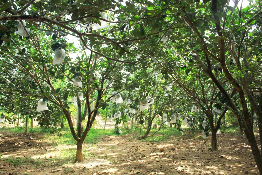 Quảng Ngãi được mùa trái cây ảnh 1