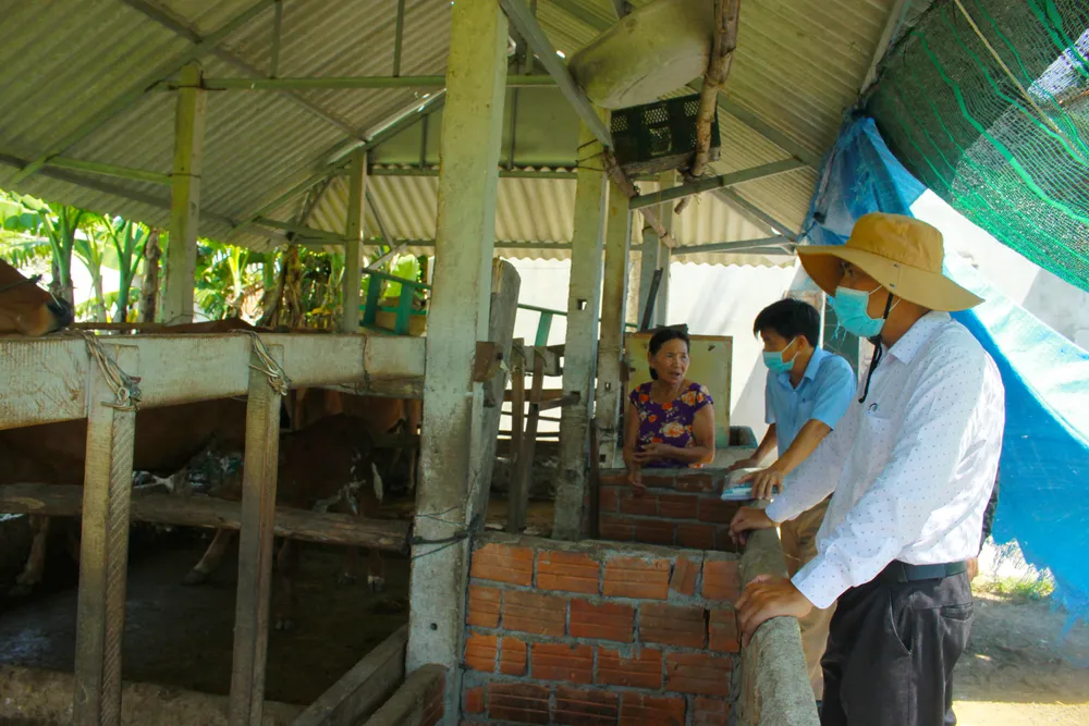 Quảng Ngãi: Hơn 17.820 con bò bị bệnh viêm da nổi cục, chết 786 con ảnh 2