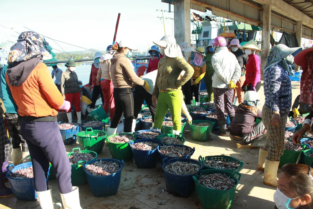 Quảng Ngãi vừa chống dịch vừa đảm bảo hoạt động tại cảng cá ảnh 2