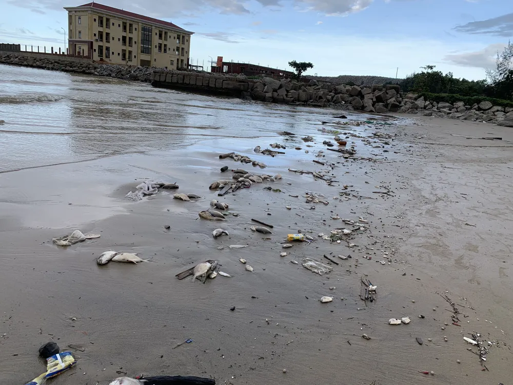 Quảng Ngãi: Chôn lấp hơn 5 tấn cá nuôi lồng bè bị chết sau bão số 5 ảnh 1