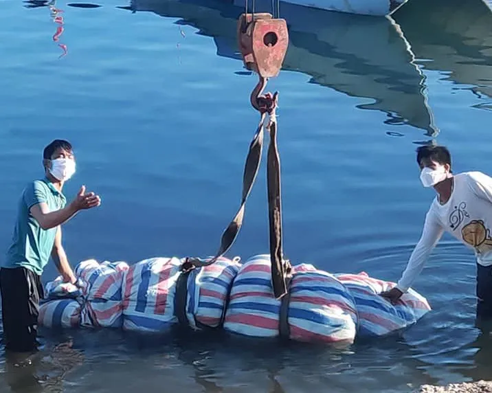 Xác cá voi nặng 700kg trôi dạt vào đảo Lý Sơn ảnh 2