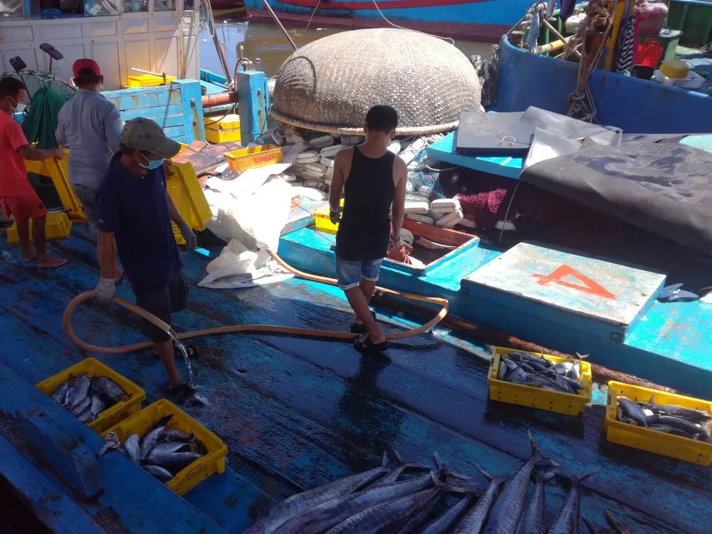 Quảng Ngãi tạm dừng 2 cảng cá, 290 tấn hải sản ứ đọng, đang hư hỏng, bốc mùi ảnh 2