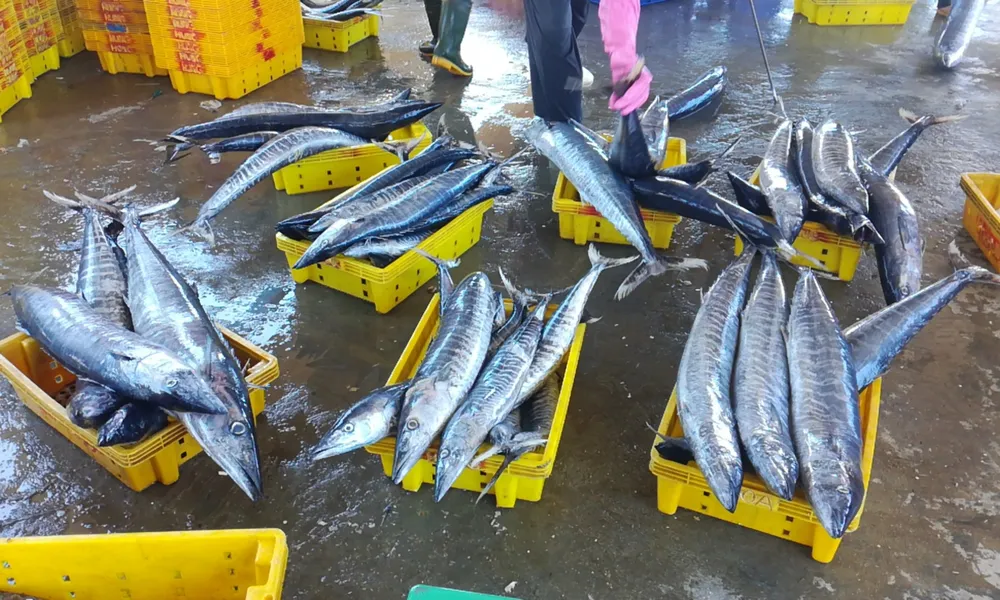 Quảng Ngãi tạm dừng 2 cảng cá, 290 tấn hải sản ứ đọng, đang hư hỏng, bốc mùi ảnh 3