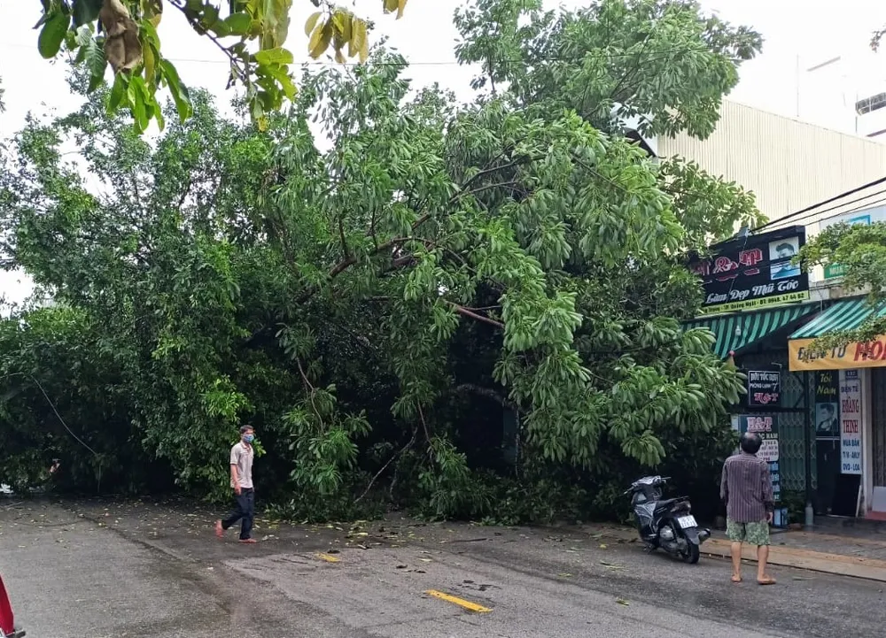 Cây đa đã ngã đè lên mái nhà của người dân gần đó