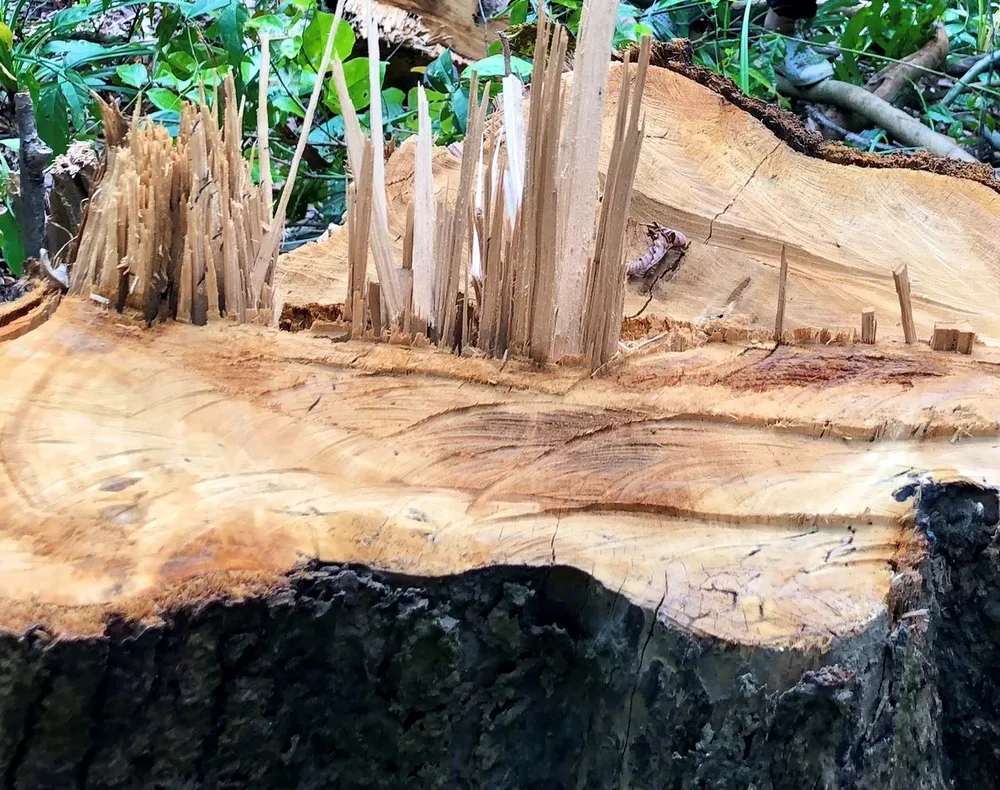 Quảng Ngãi: Làm rõ việc rừng phòng hộ Thác Trắng bị chặt phá ảnh 4