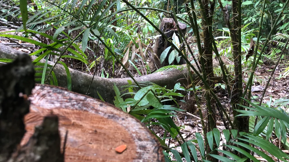 Quảng Ngãi: Làm rõ việc rừng phòng hộ Thác Trắng bị chặt phá ảnh 3