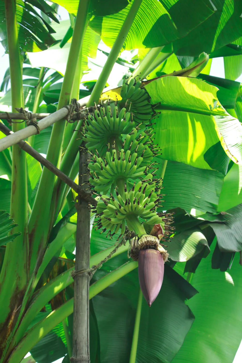 Quảng Ngãi: Người dân chống gãy đổ chuối khi vào mùa mưa bão ảnh 8