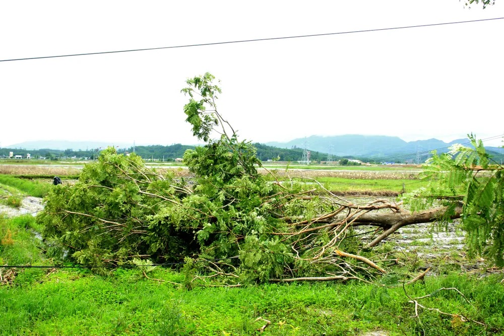 Quảng Ngãi: Giúp dân khắc phục hậu quả lốc xoáy ảnh 8