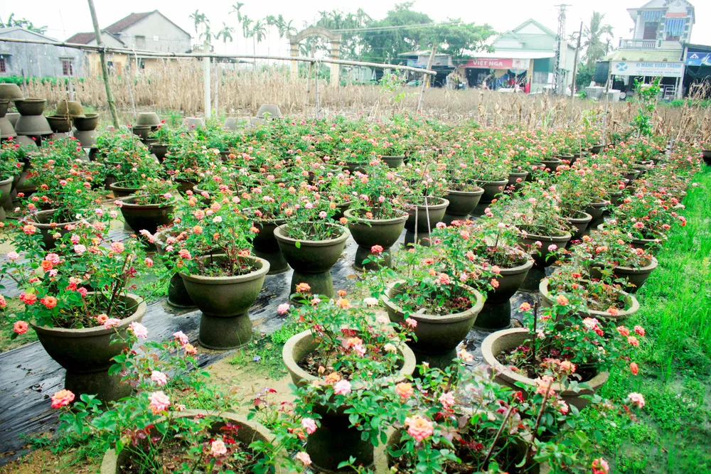 Nhà vườn Quảng Ngãi giảm sản lượng hoa tết: “Đến giờ chưa thấy bạn hàng gọi điện“ ảnh 10