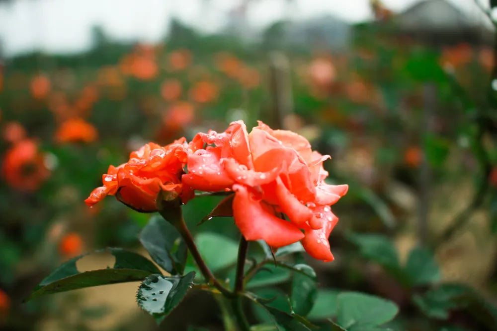 Nhà vườn Quảng Ngãi giảm sản lượng hoa tết: “Đến giờ chưa thấy bạn hàng gọi điện“ ảnh 11