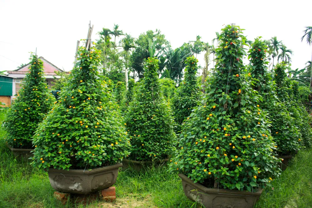 Nhà vườn Quảng Ngãi giảm sản lượng hoa tết: “Đến giờ chưa thấy bạn hàng gọi điện“ ảnh 14