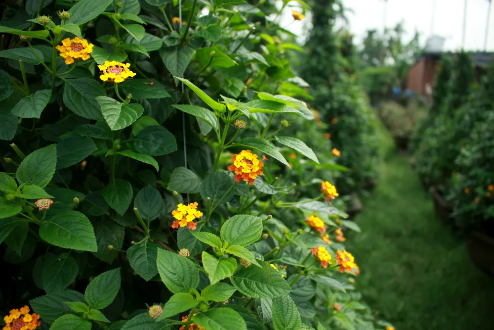 Nhà vườn Quảng Ngãi giảm sản lượng hoa tết: “Đến giờ chưa thấy bạn hàng gọi điện“ ảnh 15