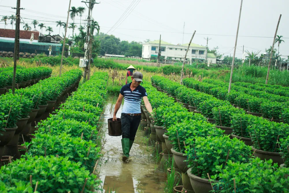 Nhà vườn Quảng Ngãi giảm sản lượng hoa tết: “Đến giờ chưa thấy bạn hàng gọi điện“ ảnh 1