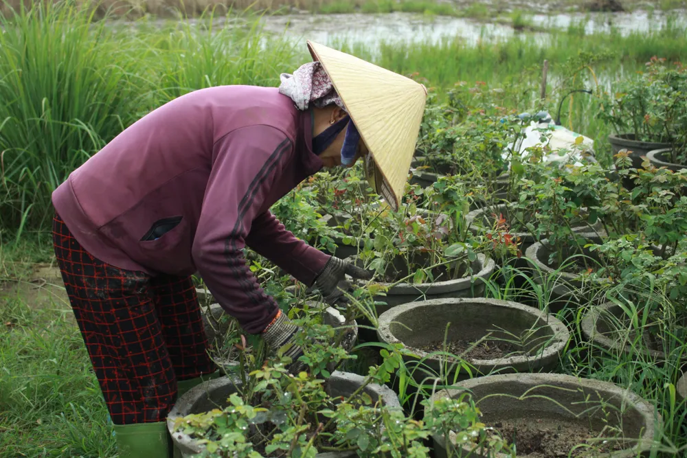 Nhà vườn Quảng Ngãi giảm sản lượng hoa tết: “Đến giờ chưa thấy bạn hàng gọi điện“ ảnh 7