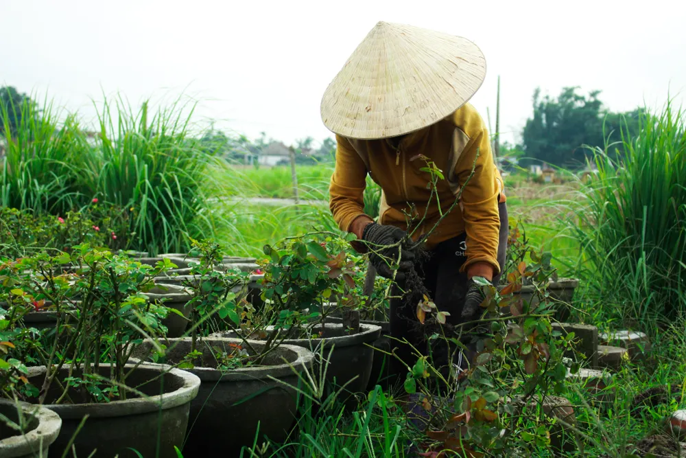 Nhà vườn Quảng Ngãi giảm sản lượng hoa tết: “Đến giờ chưa thấy bạn hàng gọi điện“ ảnh 8