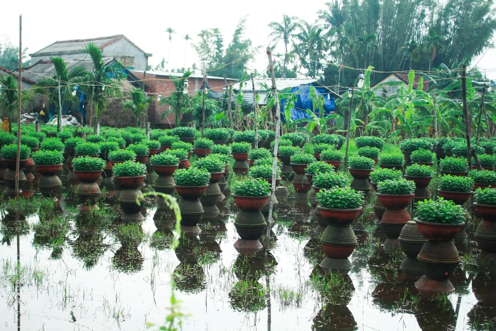 Nhà vườn Quảng Ngãi giảm sản lượng hoa tết: “Đến giờ chưa thấy bạn hàng gọi điện“ ảnh 13