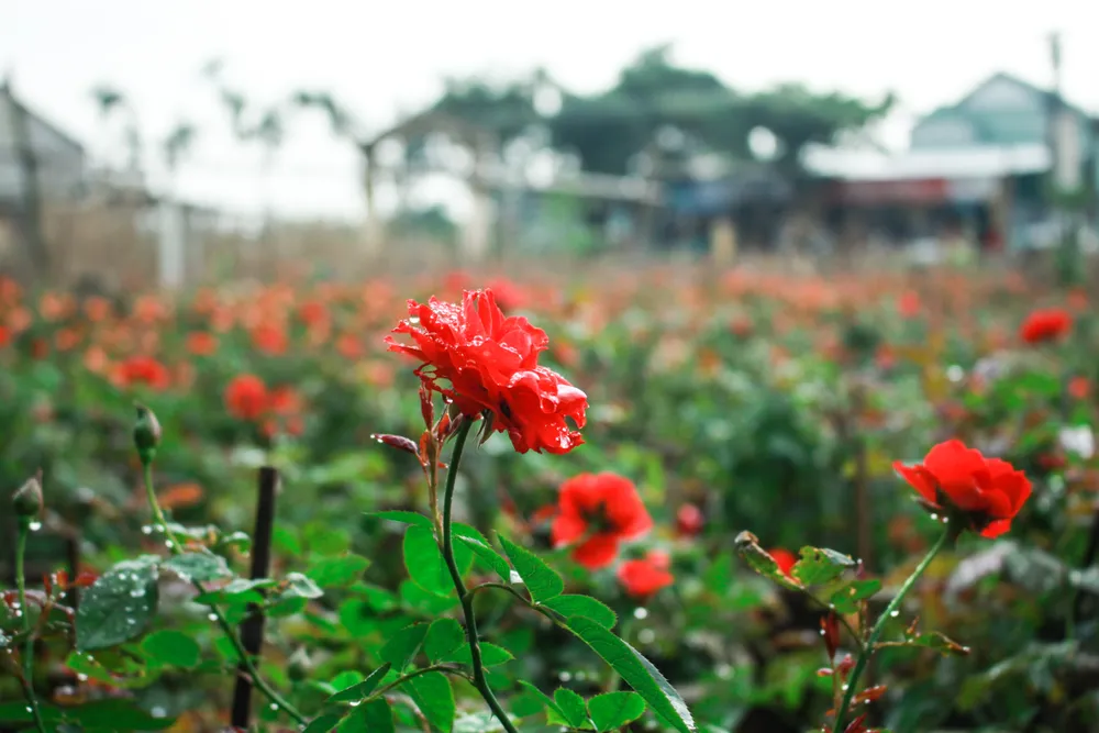 Nhà vườn Quảng Ngãi giảm sản lượng hoa tết: “Đến giờ chưa thấy bạn hàng gọi điện“ ảnh 12