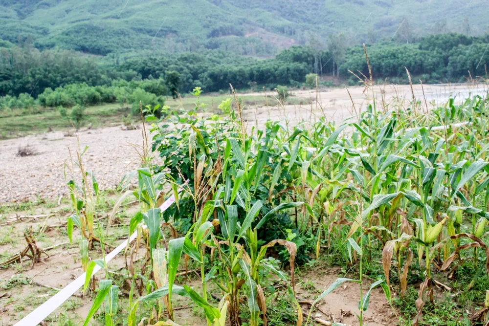 Quảng Ngãi: Sạt lở nghiêm trọng bờ sông Trà Bồng ảnh 9