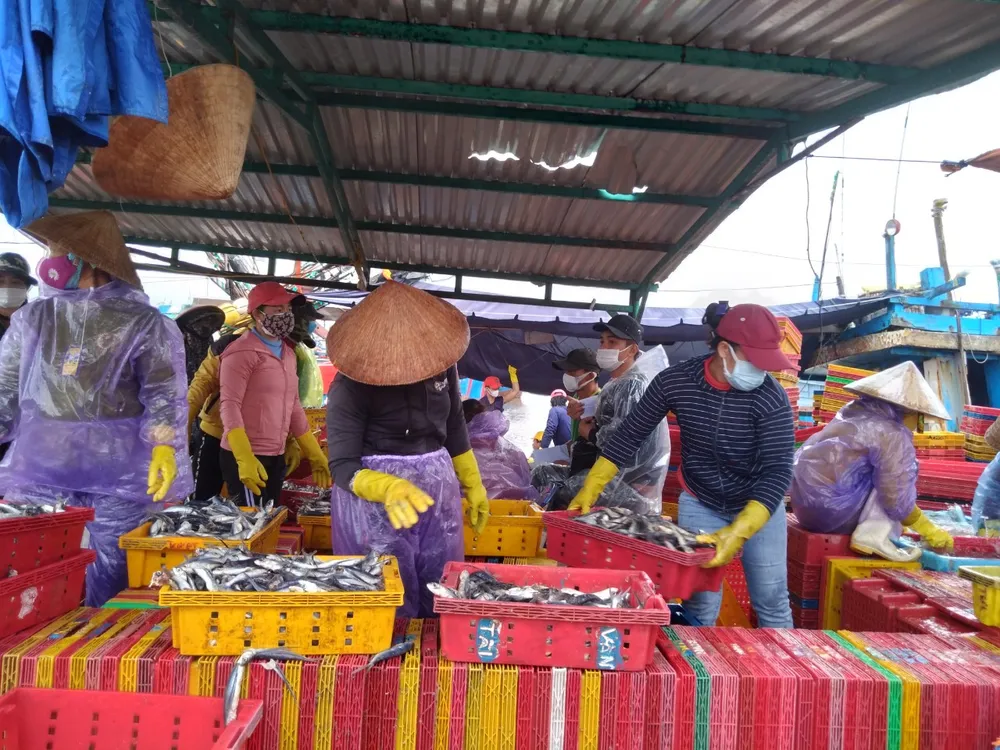 Quảng Ngãi: 32 tỷ đồng nâng cấp, sửa chữa 5 cảng cá ảnh 1