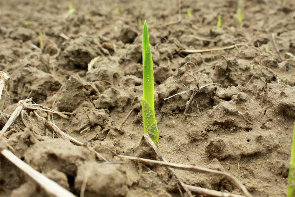 Người dân Quảng Ngãi tất bật xuống giống vụ hoa tết ảnh 3