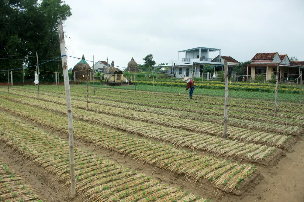 Người dân Quảng Ngãi tất bật xuống giống vụ hoa tết ảnh 11