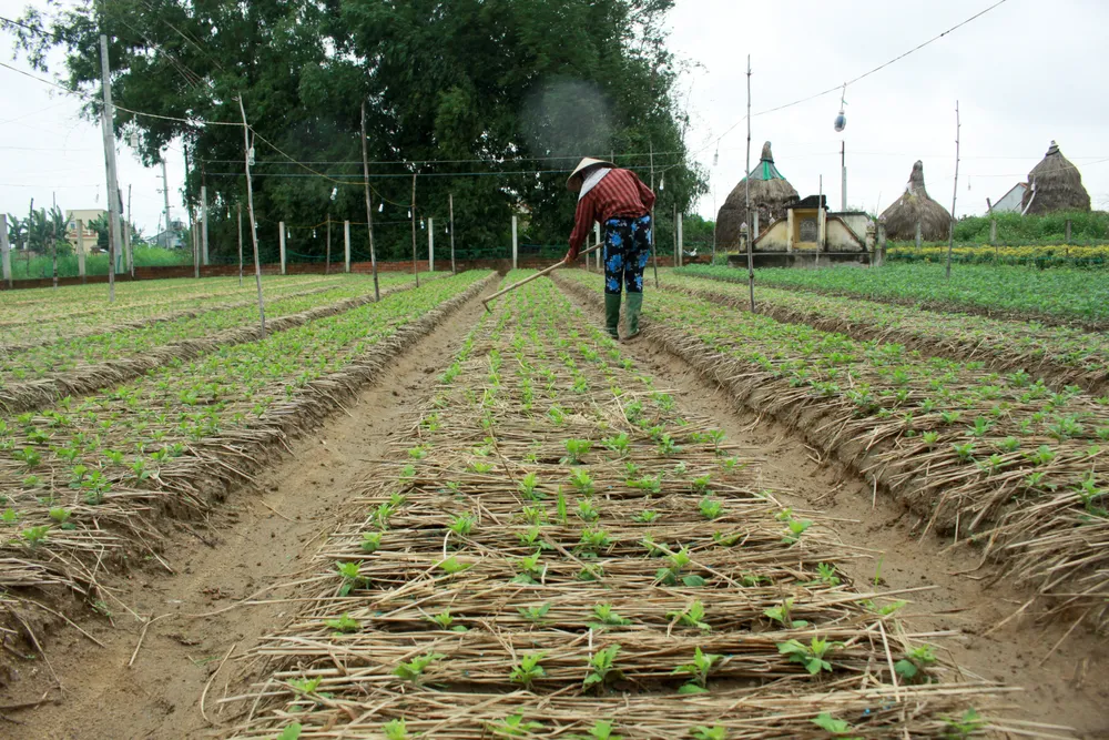 Người dân Quảng Ngãi tất bật xuống giống vụ hoa tết ảnh 6