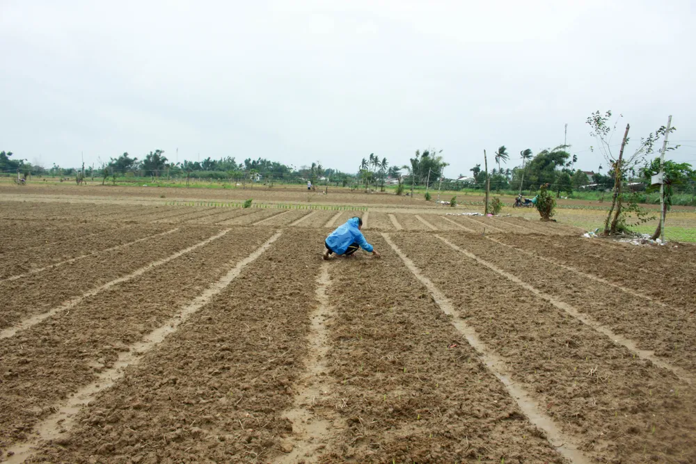 Người dân Quảng Ngãi tất bật xuống giống vụ hoa tết ảnh 1
