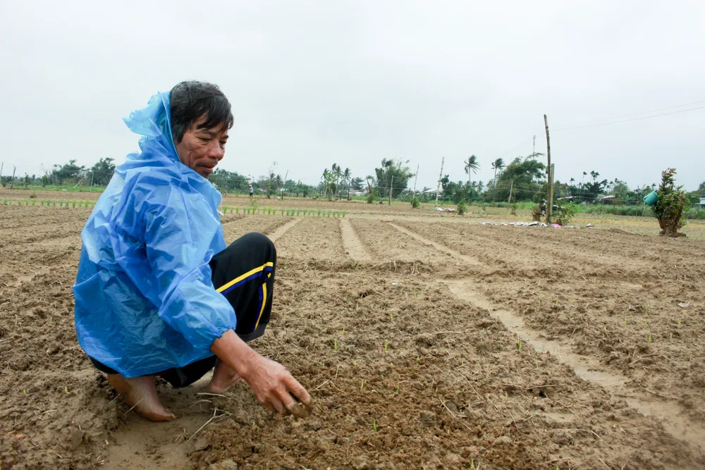 Người dân Quảng Ngãi tất bật xuống giống vụ hoa tết ảnh 2