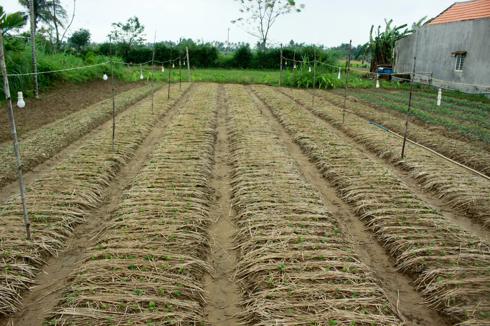 Người dân Quảng Ngãi tất bật xuống giống vụ hoa tết ảnh 10