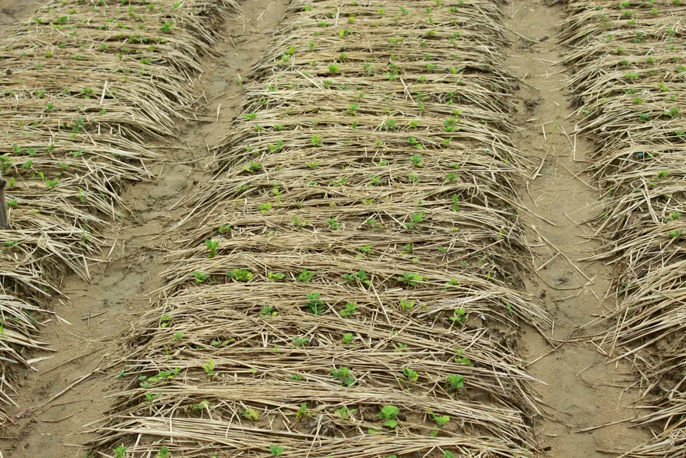 Người dân Quảng Ngãi tất bật xuống giống vụ hoa tết ảnh 7