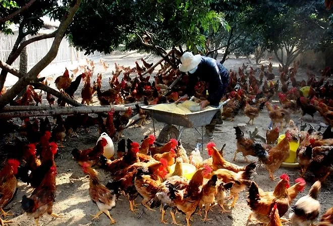 Quảng Ngãi: Cúm A (H5N8) xuất hiện đầu tiên tại hộ chăn nuôi ảnh 1