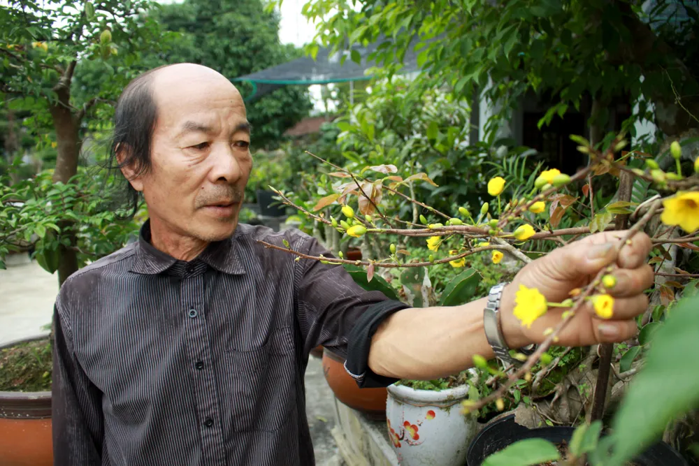 Quảng Ngãi: Tiết trời se lạnh, thách thức nhà vườn trồng hoa tết ảnh 16