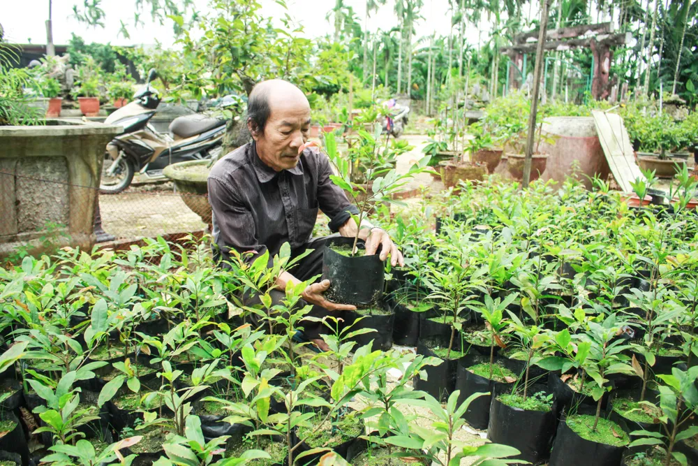 Quảng Ngãi: Tiết trời se lạnh, thách thức nhà vườn trồng hoa tết ảnh 6